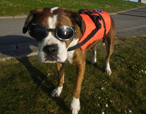 dave_and_bob_rescue_dog_web