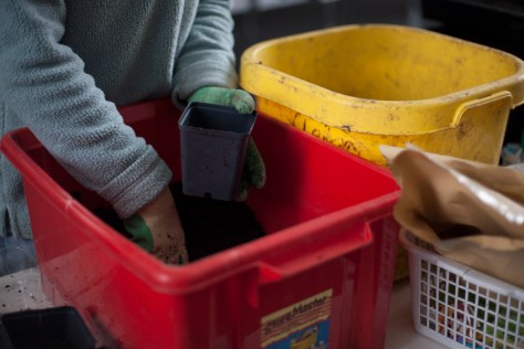 Ty Gwydr - The Greenhouse - 'Sow-a-thon'