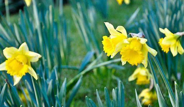 Happy St David’s Day!