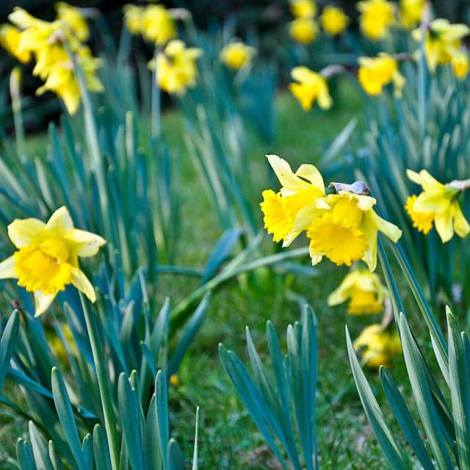 St David's Day daffs 2015
