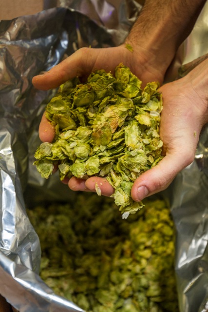 Cardiff, United Kingdom, November 26 2015. Brewer Adam checks the stocks of fresh hops at the Crafty Devil Brewery, Canton, Cardiff, Wales.