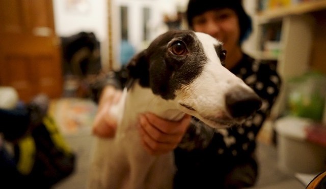 Dog friendly Cardiff Bay – Zelda’s guide to great places for hanging with your pup