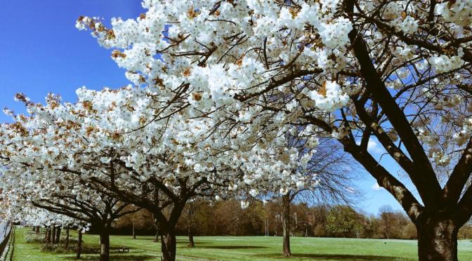 Letters from Cardiff in lockdown: Anon